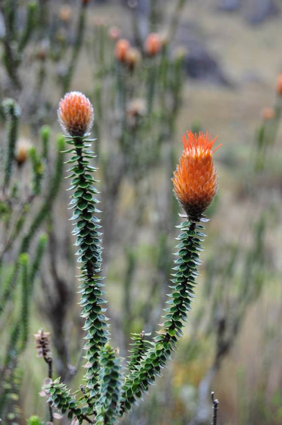 Flores no Parque Nacional Cajas, na região de Cuenca, no Equador